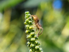 Lycosidae