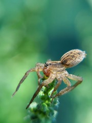 Lycosidae