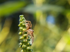 Lycosidae
