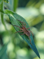 Lycosidae