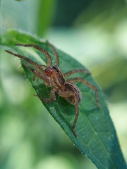 Lycosidae