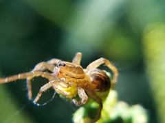 Lycosidae