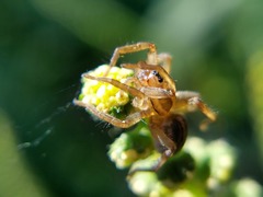 Lycosidae