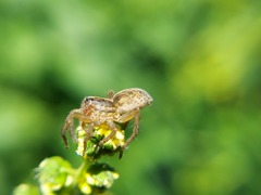 Lycosidae
