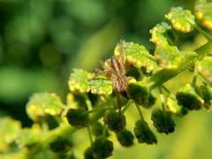 Lycosidae