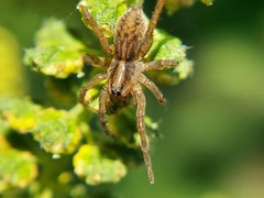 Lycosidae