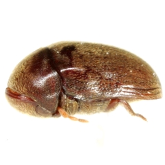 Tricorynus congruus