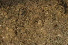 Cyprinodon macularius