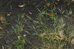 Bromus madritensis madritensis