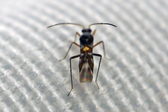 Sericophanes heidemanni