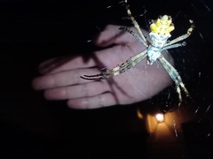 Argiope argentata