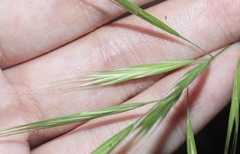 Bromus madritensis madritensis