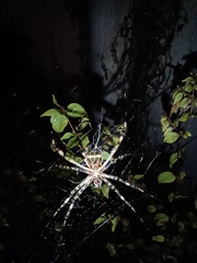 Argiope argentata