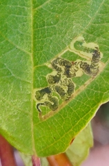 Stigmella rhamnella