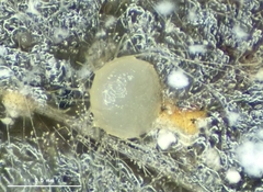 Lasiobolus microsporus
