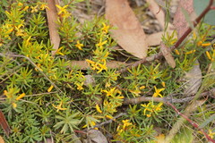 Persoonia chamaepeuce