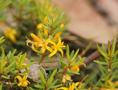 Persoonia chamaepeuce