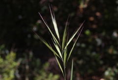 Bromus madritensis madritensis