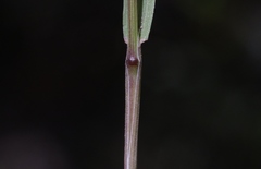 Bromus madritensis madritensis