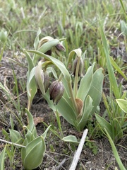 Fritillaria biflora biflora