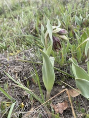 Fritillaria biflora biflora