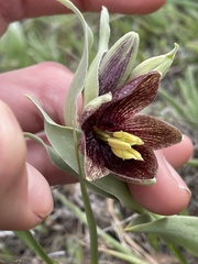 Fritillaria biflora biflora