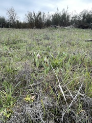 Fritillaria biflora biflora