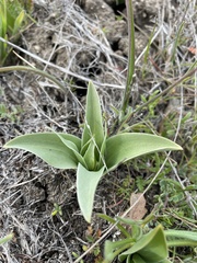 Fritillaria biflora biflora