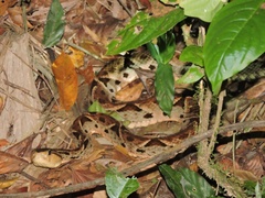 Bothrops