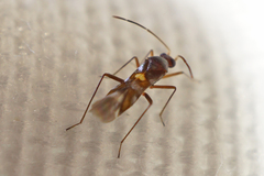 Sericophanes heidemanni