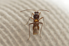 Sericophanes heidemanni