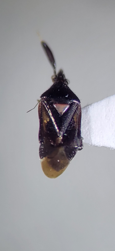 Hesperophylum
