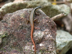 Sphenomorphus dussumieri