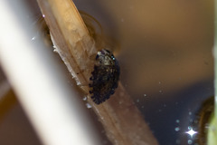 Ambrysus