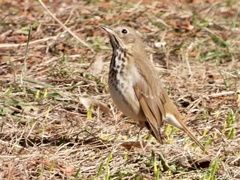 Catharus guttatus