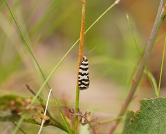 Paracochylis amoenana