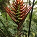 Heliconia adflexa - Photo (c) Tim Lenz, some rights reserved (CC BY), uploaded by Tim Lenz
