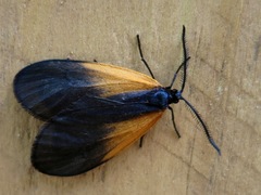 Pyromorpha dimidiata