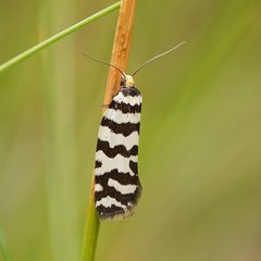 Paracochylis amoenana