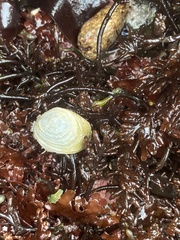 Lepeta concentrica