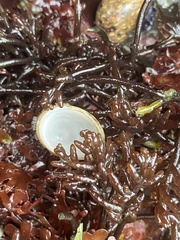 Lepeta concentrica