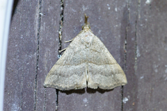 Hypena atomaria