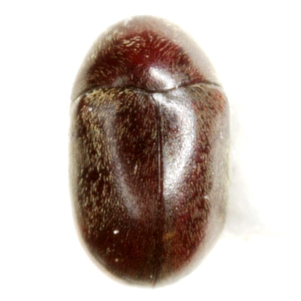 Tricorynus bifoveatus