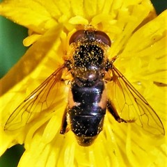 Anasimyia perfidiosus