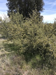 Cercocarpus betuloides betuloides