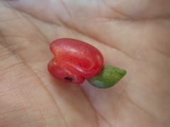 Podocarpus guatemalensis