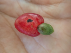 Podocarpus guatemalensis