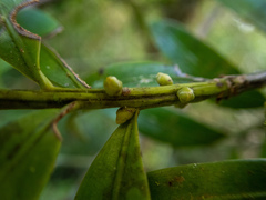 Podocarpus guatemalensis