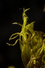 Dicranum acutifolium