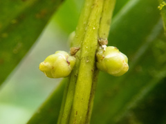 Podocarpus guatemalensis